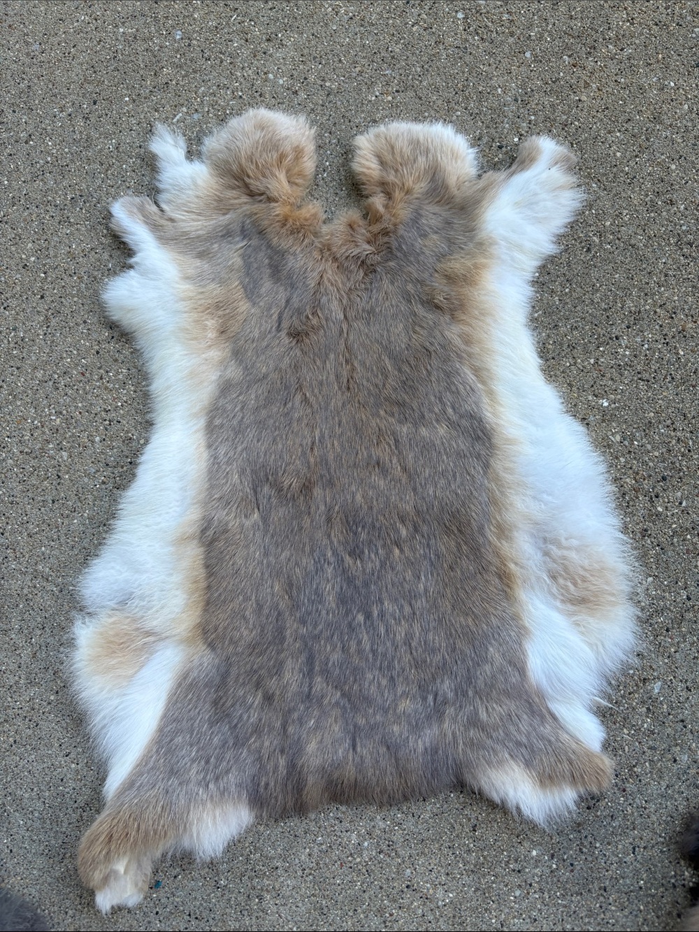 B0170 rabbit pelt